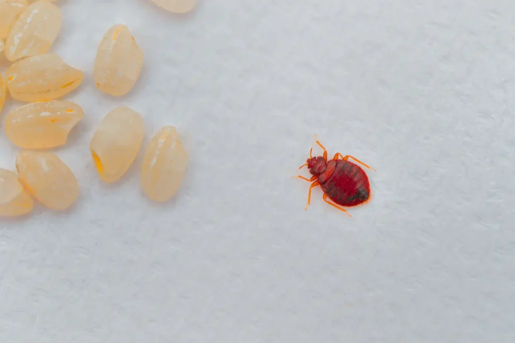 פשפש מיטה עם ביצים – זיהוי וטיפול ממוקד לפשפשים