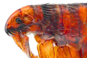 תקריב פרעוש חתולים – הדברה בטוחה לבעלי חיים נגד פרעושים