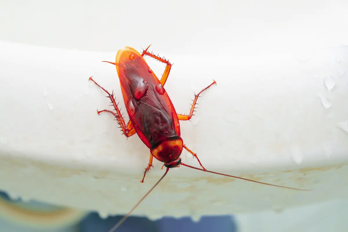 תיקן גרמני במטבח – הדברת תיקנים בבית באחריות