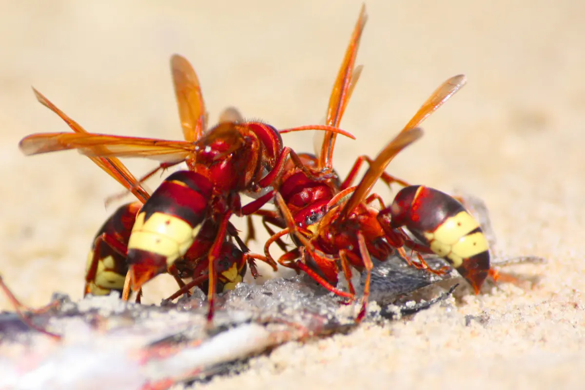 צרעות מזרחיות ניזונות – איתור קן צרעות והדברה בטוחה