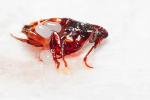 פרעוש עם ביצים – סכנה לחיות מחמד ולטיפול ביתי מיידי