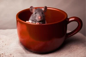 חולדה בתוך כלי בבית – סימן להימצאות מכרסמים וחדירה למזון