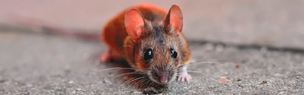 עכבר בית מול מצלמה – תקריב של מכרסם בתוך בית