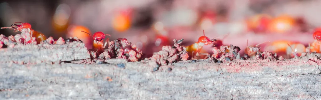 טרמיטים על קליפת עץ – פעילות מזיקים בסביבה טבעית