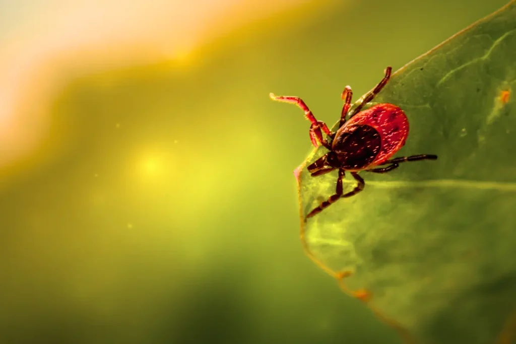 קרצייה מקרוב – מזיק נפוץ המעביר מחלות בעונת הקיץ