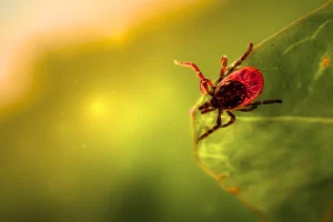 קרצייה מקרוב – מזיק נפוץ המעביר מחלות בעונת הקיץ