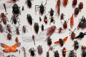 מגוון חרקים מוצגים על לוח לבן – זיהוי מדעי ומקצועי של מזיקים