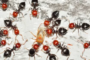 Ants-featured-image
