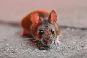 Mouse-featured-image
