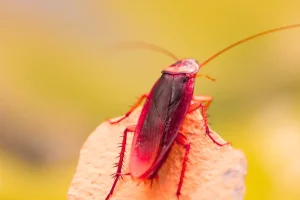 Roach-featured-image