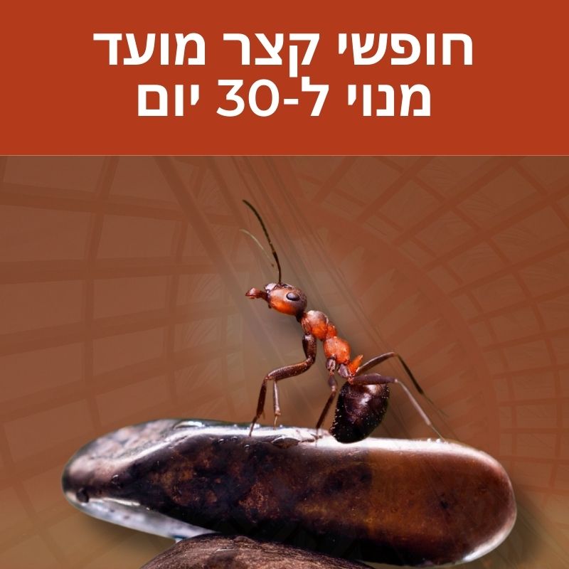 חופשי קצר מועד מנוי ל-30 יום